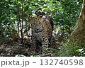 スリランカのジープサファリでヒョウ 132740598
