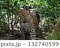 スリランカのジープサファリでヒョウ 132740599