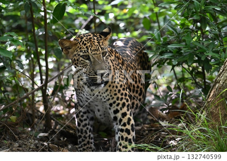 スリランカのジープサファリでヒョウ スリランカのジープサファリでヒョウ 132740599
