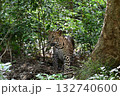 スリランカのジープサファリでヒョウ 132740600