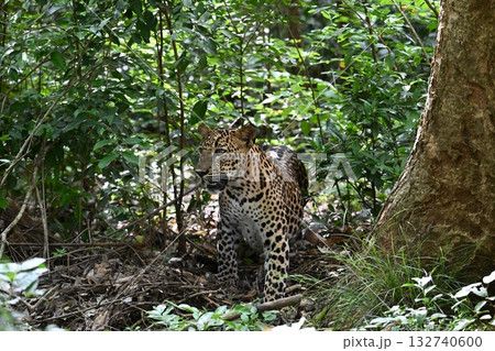 スリランカのジープサファリでヒョウ 132740600