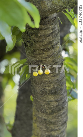 Yellow Cherries on Tree Trunk in Natural Setting Yellow Cherries on Tree Trunk in Natural Setting 132740785