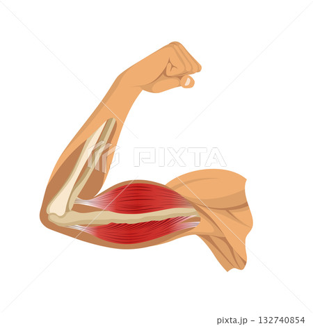 Arm muscle biceps with skeleton. Muscle tension of human hand on white background. Bones and joints in male silhouette. Medical vector illustration of hand for clinic or hospital 132740854