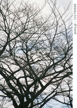 春を待つ桜の裸木 132740888