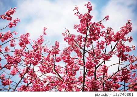 満開の緋寒桜 132740891
