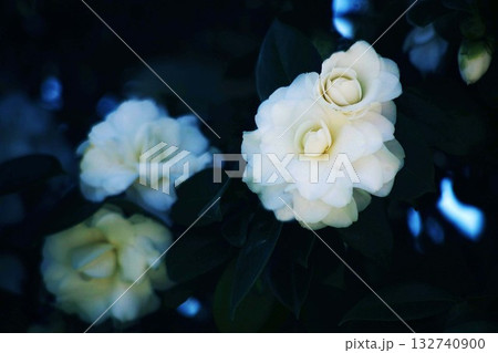 椿　白くて八重咲きの花 132740900
