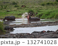 タンザニアでジープサファリ、カバを見る 132741028