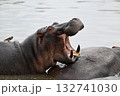 タンザニアでジープサファリ、カバを見る 132741030