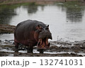 タンザニアでジープサファリ、カバを見る 132741031