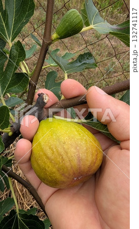 A Fresh Fig Growing On a Tree, Tenderly Held in a Hand, Ready and Eager to Be Enjoyed 132741117