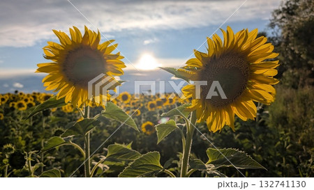 A breathtakingly stunning Sunflower Field illuminated by the warm glow of a sunset 132741130
