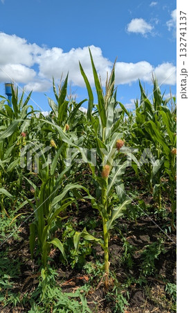 A Vibrant Cornfield Thriving Under a Beautiful Blue Sky Decorated with Fluffy Clouds 132741137