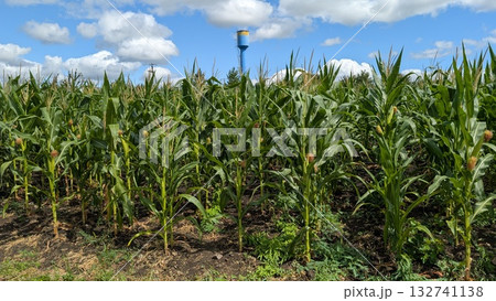 A Beautiful Lush Cornfield Stretching Under a Clear Blue Sky Filled with Soft Clouds 132741138