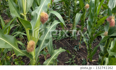Cultivating and Growing Corn Plants Effectively in the Agriculture Field to Achieve Optimal Yields Cultivating and Growing Corn Plants Effectively in the Agriculture Field to Achieve Optimal Yields 132741162
