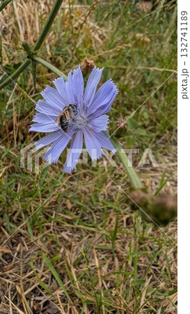 A Stunning and Beautiful Blue Flower with a Bee in Its Natural Habitat Environment A Stunning and Beautiful Blue Flower with a Bee in Its Natural Habitat Environment 132741189