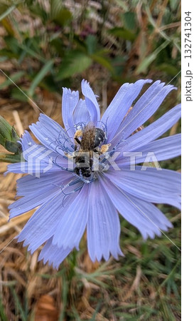 A bee on a purple flower thrives in its habitat, coexisting harmoniously with nature 132741304