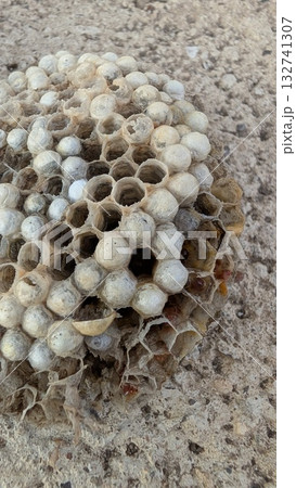 An Intricate Honeycomb Structure has been Found in Nature, showcasing remarkable design An Intricate Honeycomb Structure has been Found in Nature, showcasing remarkable design 132741307