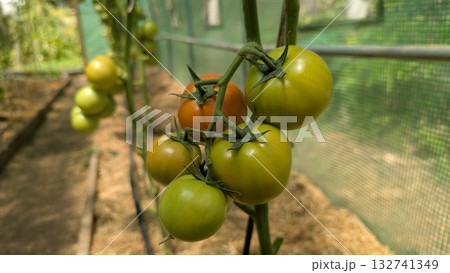 Ripening Tomatoes are Growing in a WellDesigned and Constructed Greenhouse Environment 132741349