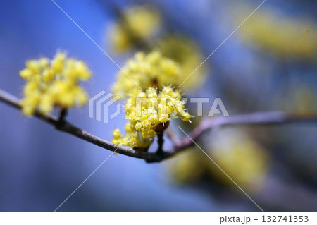青空に咲くサンシュユの花 青空に咲くサンシュユの花 132741353