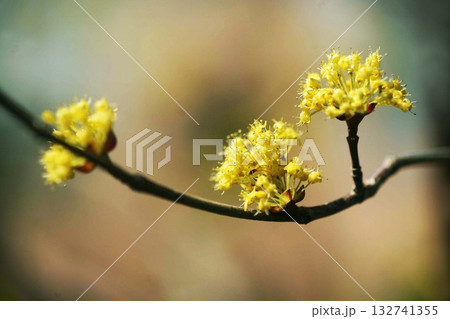 サンシュユの黄色い花 132741355