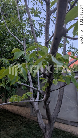 Lush, vibrant green leaves adorning a tree in a beautifully serene backyard setting 132741357