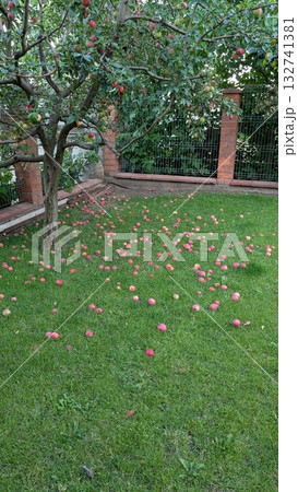 Fallen Apples Rest on a Lush Green Lawn Within a Beautiful and Tranquil Garden Area 132741381
