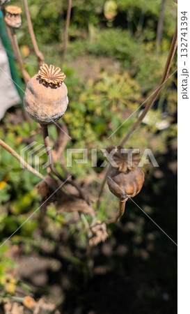 Dried Poppy Seed Pods beautifully displayed in a serene and vibrant Garden Setting Dried Poppy Seed Pods beautifully displayed in a serene and vibrant Garden Setting 132741394