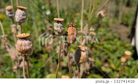 Delicate Dried Poppy Seed Pods Beautifully Set in a Picturesque Garden Environment Delicate Dried Poppy Seed Pods Beautifully Set in a Picturesque Garden Environment 132741410