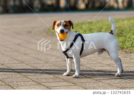 Small young brown white Jack Russel terrier stands alert vibrant green grass people blurred in background. Energetic companion exudes playful spirit and curiosity, scanning surroundings warm sunlight Small young brown white Jack Russel terrier stands alert vibrant green grass people blurred in background. Energetic companion exudes playful spirit and curiosity, scanning surroundings warm sunlight 132741635