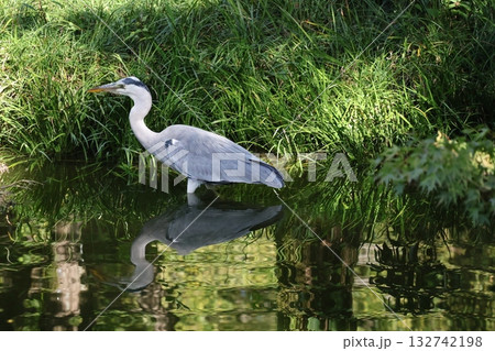 池の中に立つアオサギのいる風隙 池の中に立つアオサギのいる風隙 132742198