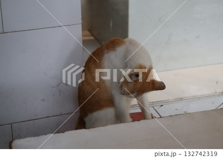 毛繕いするニケ猫のいる風景 132742319