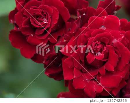 雨の降る6月に美しく咲いた真紅のバラ「ベルサイユのバラ」 雨の降る6月に美しく咲いた真紅のバラ「ベルサイユのバラ」 132742836