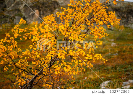 Autumn birch tree with yellow leaves in tundra of Lapland Finland 132742863