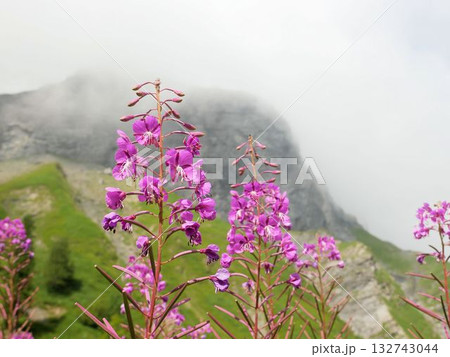 ヤナギラン Epilobium angustifolium (スイス) ヤナギラン Epilobium angustifolium (スイス) 132743044