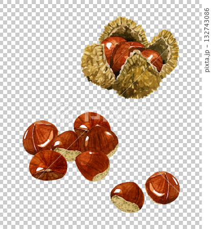 栗子圖案套裝 - 手繪水彩秋季植物插圖 132743086