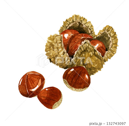 栗(いがぐり) 秋の植物の手描き水彩イラスト素材 栗(いがぐり) 秋の植物の手描き水彩イラスト素材 132743097