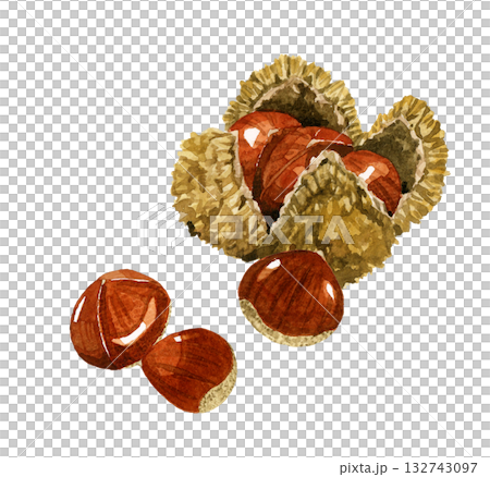 栗(いがぐり) 秋の植物の手描き水彩イラスト素材 栗(いがぐり) 秋の植物の手描き水彩イラスト素材 132743097