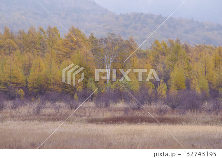 小田代原の金屏風 132743195