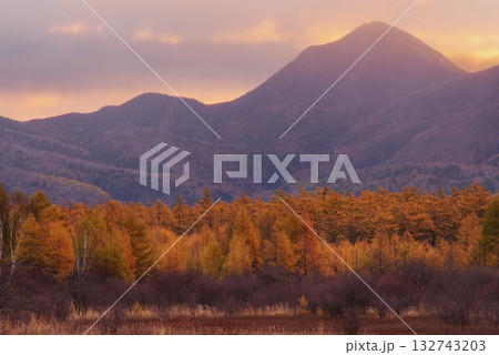 小田代原の金屏風 小田代原の金屏風 132743203