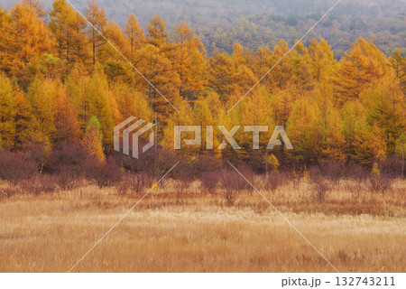 小田代原の金屏風 小田代原の金屏風 132743211