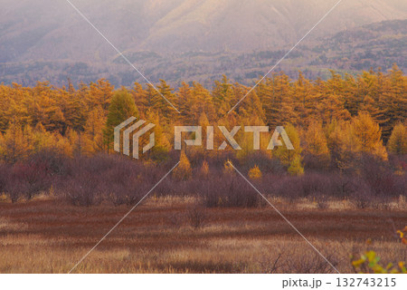 小田代原の金屏風 小田代原の金屏風 132743215