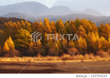 小田代原の金屏風 132743225