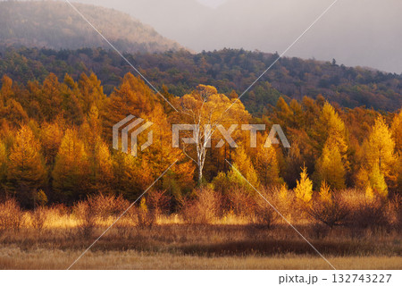 小田代原の金屏風 132743227