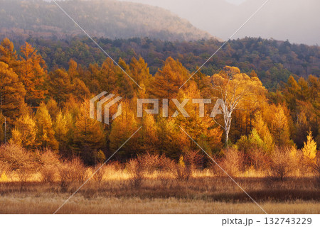 小田代原の金屏風 小田代原の金屏風 132743229