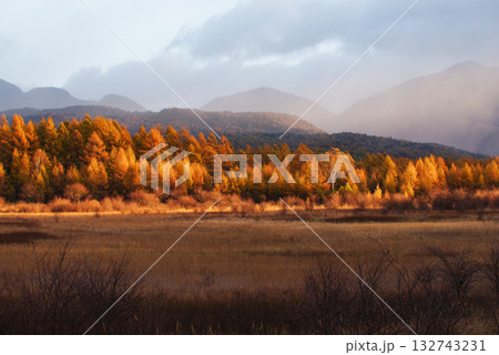 小田代原の金屏風 132743231