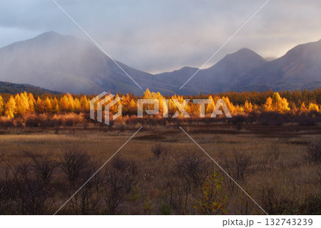 小田代原の金屏風 小田代原の金屏風 132743239