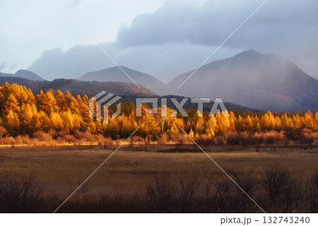 小田代原の金屏風 132743240