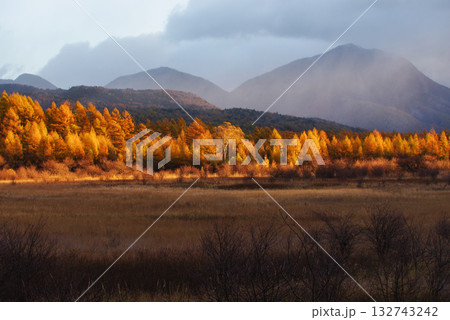 小田代原の金屏風 小田代原の金屏風 132743242