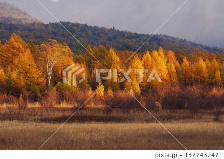 小田代原の金屏風 小田代原の金屏風 132743247