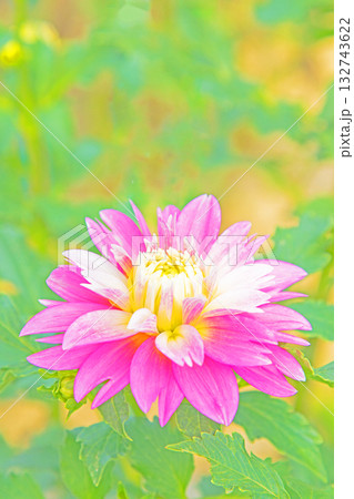 家の周りの草花　四季の色々　秋風にそよぐ赤やピンクの花がダリア園の花畑を彩どっています 132743622